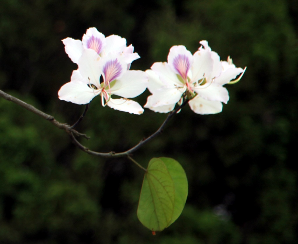 Hoa ban nở trắng khu vực mộ di tích bà Hoàng Thị Loan.