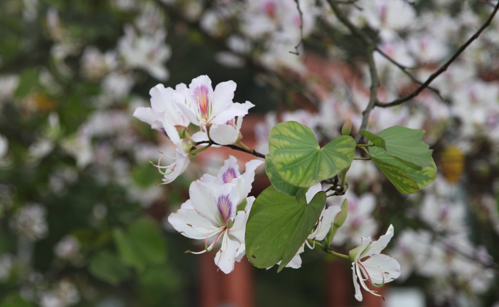 Hoa ban nở trắng khu vực mộ di tích bà Hoàng Thị Loan.