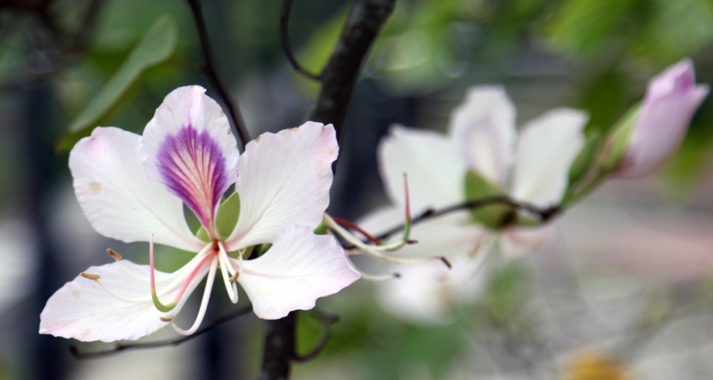 Hoa ban nở trắng khu vực mộ di tích bà Hoàng Thị Loan.