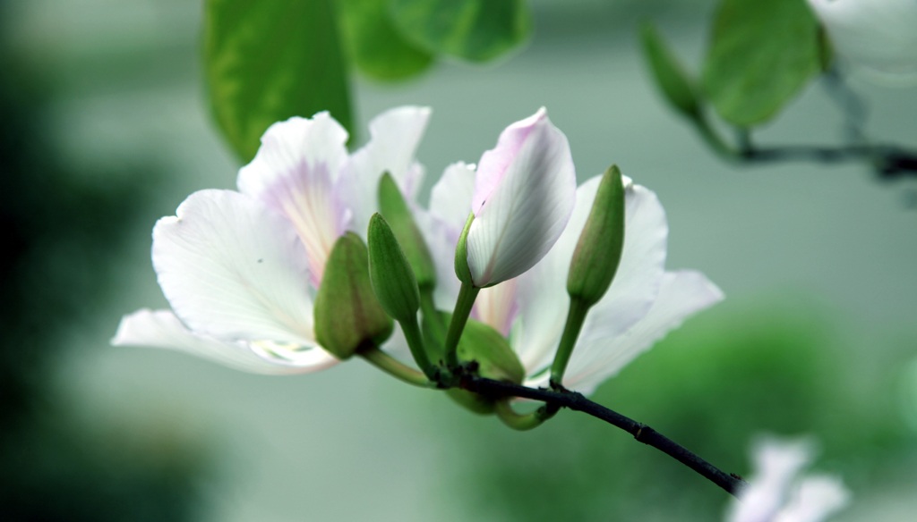 Hoa ban nở trắng khu vực mộ di tích bà Hoàng Thị Loan.