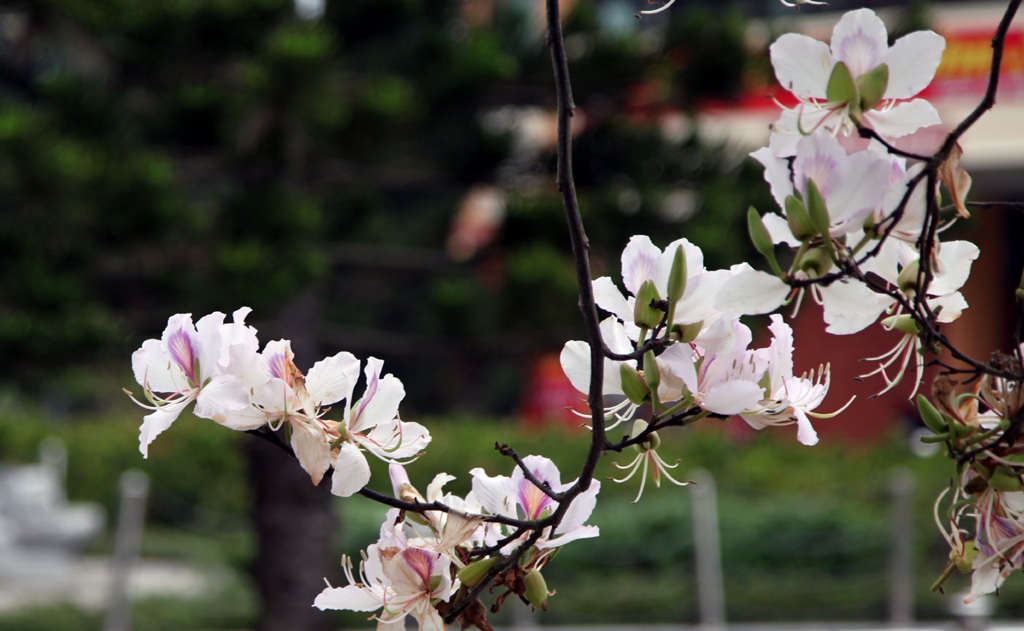 Hoa ban nở trắng khu vực mộ di tích bà Hoàng Thị Loan.