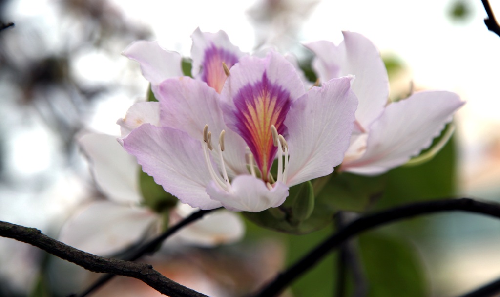 Hoa ban nở trắng khu vực mộ di tích bà Hoàng Thị Loan.