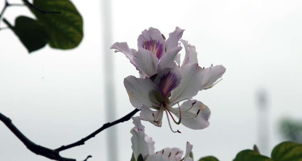 Hoa ban nở trắng khu vực mộ di tích bà Hoàng Thị Loan.