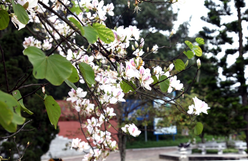 Hoa ban nở trắng khu vực mộ di tích bà Hoàng Thị Loan.