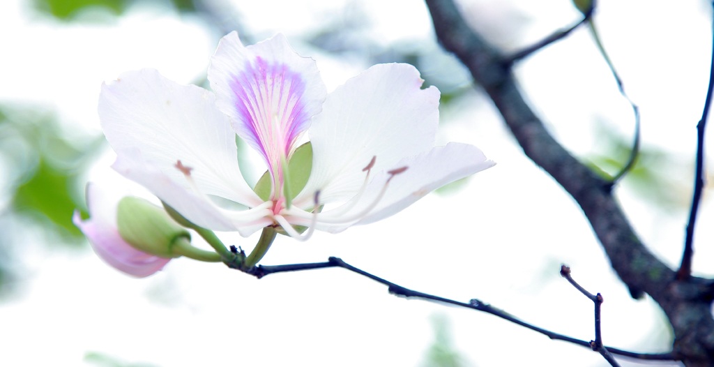 Hoa ban nở trắng khu vực mộ di tích bà Hoàng Thị Loan.