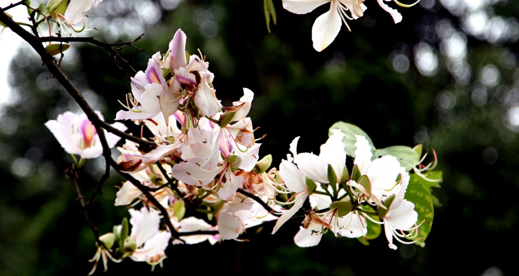 Hoa ban nở trắng khu vực mộ di tích bà Hoàng Thị Loan.