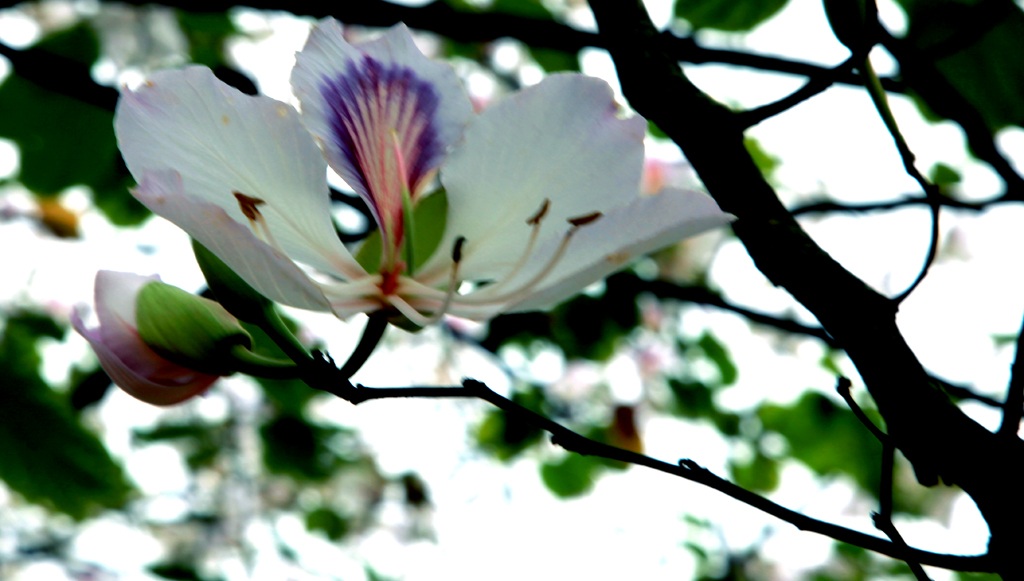 Hoa ban nở trắng khu vực mộ di tích bà Hoàng Thị Loan.