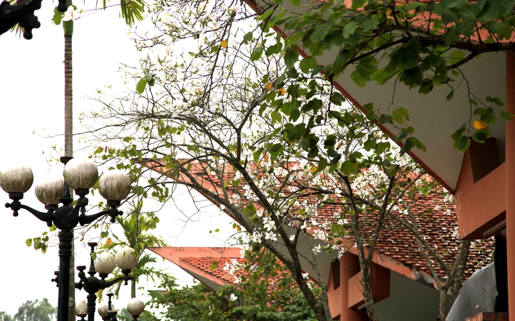 Hoa ban nở trắng khu vực mộ di tích bà Hoàng Thị Loan.