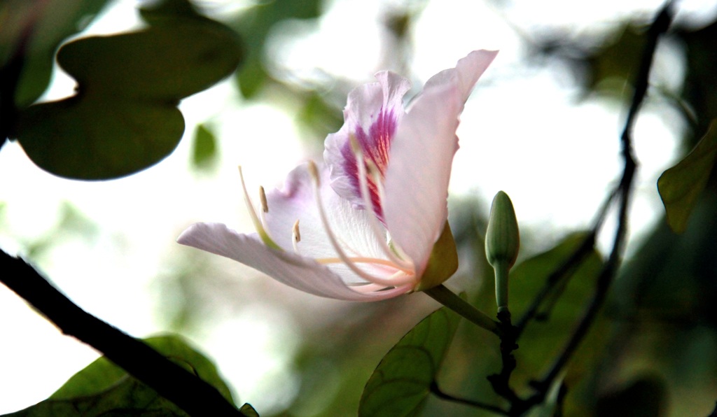 Hoa ban nở trắng khu vực mộ di tích bà Hoàng Thị Loan.