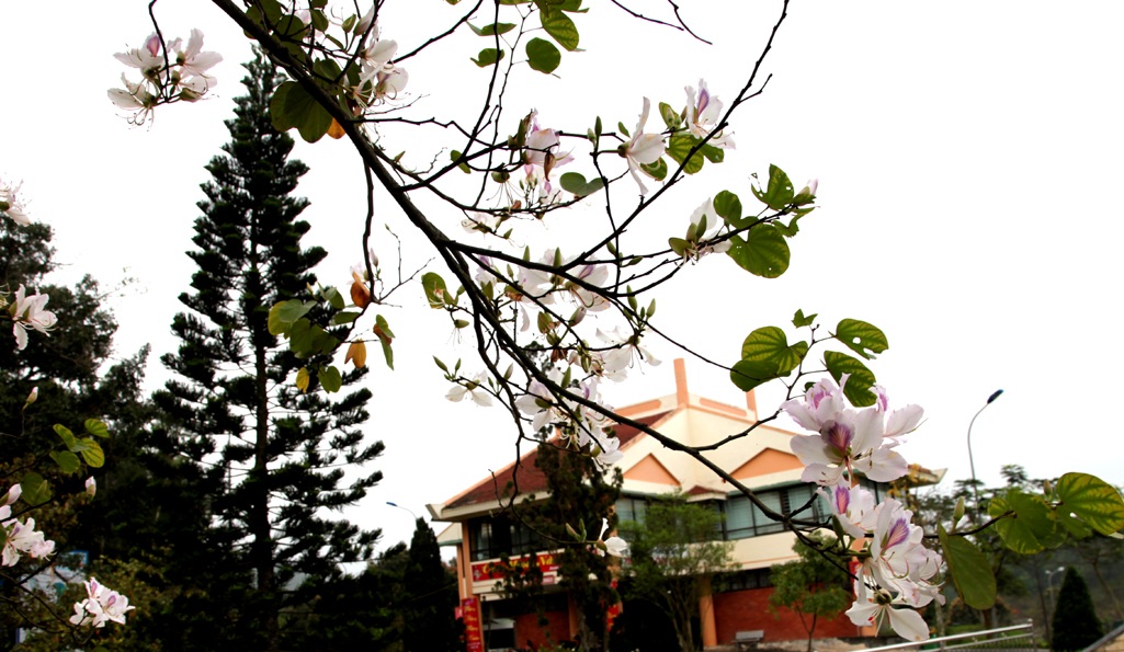 Hoa ban nở trắng khu vực mộ di tích bà Hoàng Thị Loan.