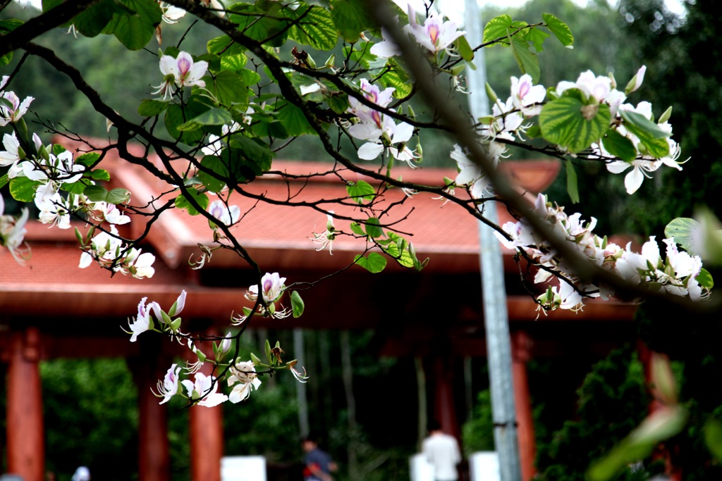 Hoa ban nở trắng khu vực mộ di tích bà Hoàng Thị Loan.