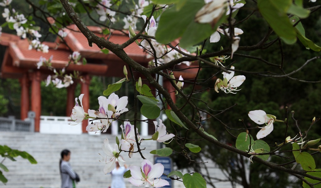 Hoa ban nở trắng khu vực mộ di tích bà Hoàng Thị Loan.