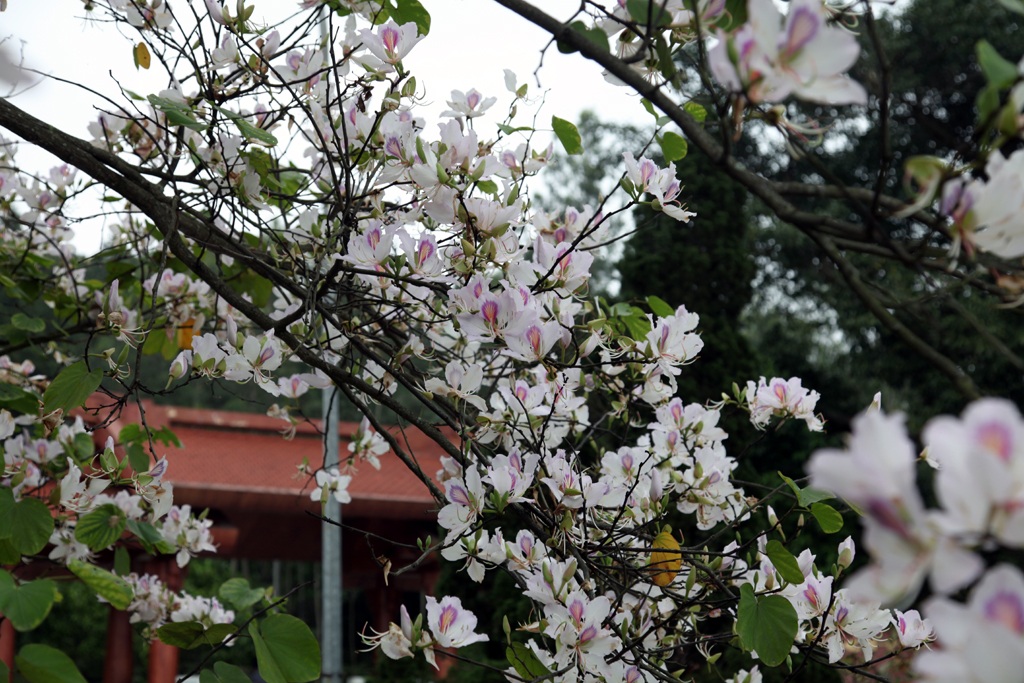 Hoa ban nở trắng khu vực mộ di tích bà Hoàng Thị Loan.