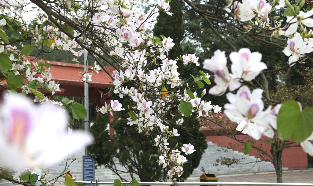 Hoa ban nở trắng khu vực mộ di tích bà Hoàng Thị Loan.