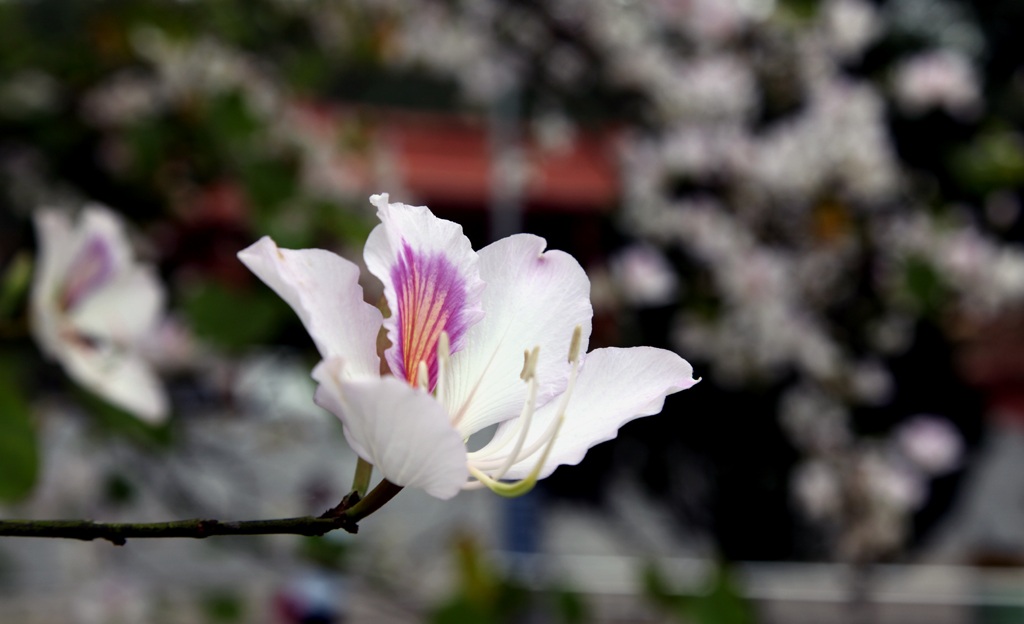 Hoa ban nở trắng khu vực mộ di tích bà Hoàng Thị Loan.