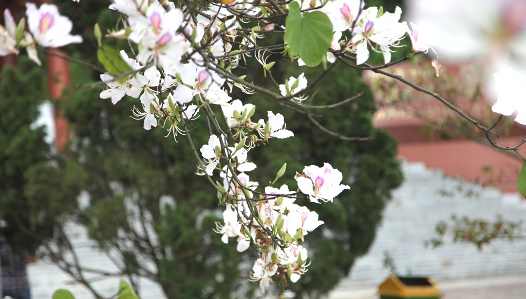 Hoa ban nở trắng khu vực mộ di tích bà Hoàng Thị Loan.