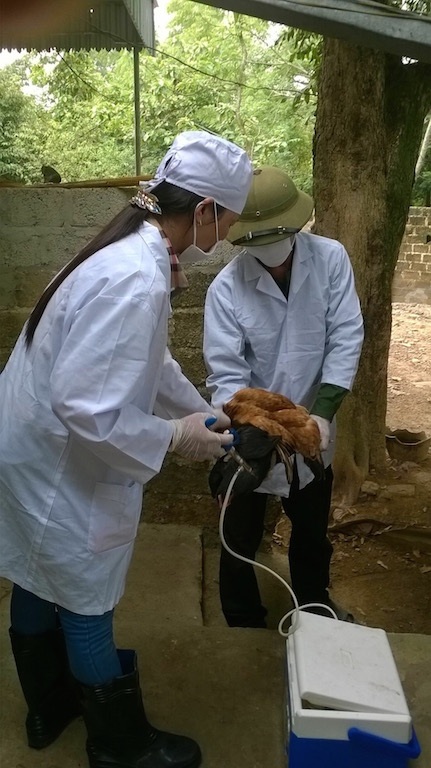 Tiến hành tiêm gà chưa bị bệnh.