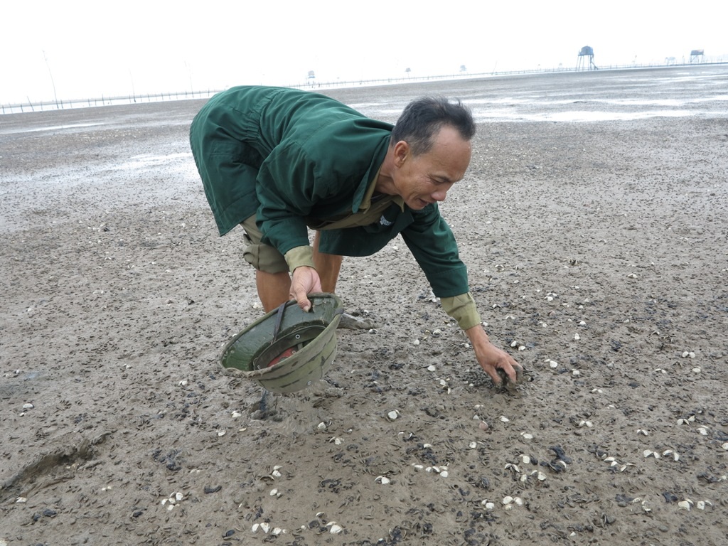 Ước tính nhưng hộ nuôi ngao tại đây đã thiệt hại hơn 20 tỷ đồng sau thảm họa ngao chết.