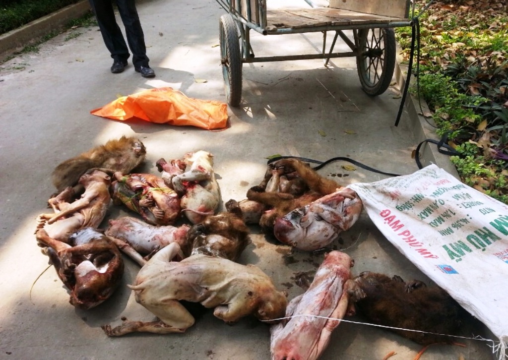 Bắt đối tượng vận chuyển 3 cá thể khỉ bị thương đi tiêu thụ - 2 Gần 70kg khỉ đã chết được ướp lạnh trên đường đưa đi tiêu thụ thì bị bắt.