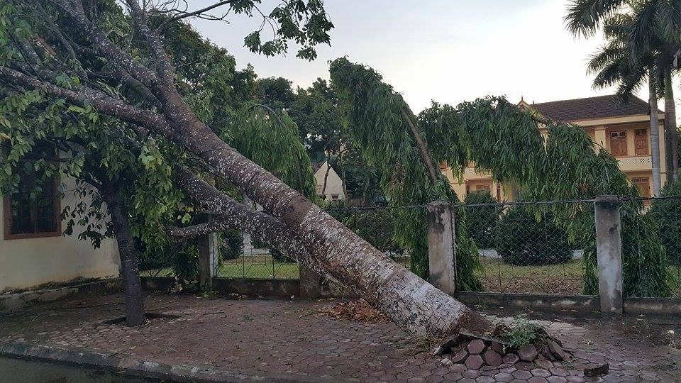 Lốc xoáy quét qua Nghệ An phá đổ cây, hỏng nhà - 1 Lốc lớn xảy ra làm cây lớn ở Khu bảo tồn Thiên nhiên quốc gia Pù Huống.