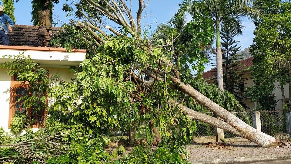 Lốc xoáy quét qua Nghệ An phá đổ cây, hỏng nhà - 2 Sáng 20/6, cây được cán bộ nơi đây tiến hành cắt dọn.