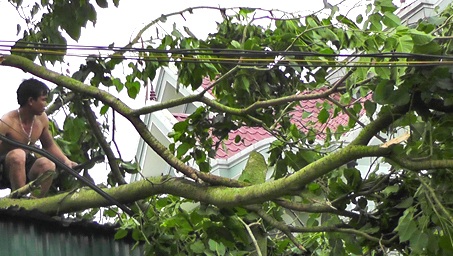 Mưa lớn và lốc xoáy "càn quét" gây thiệt hại lớn - 1 Cây cối gãy đổ.