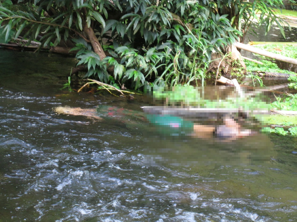 Thi thể chị Lê Thị Yến cùng con trai 8 tháng tuổi được phát hiện nổi lên ở suối.