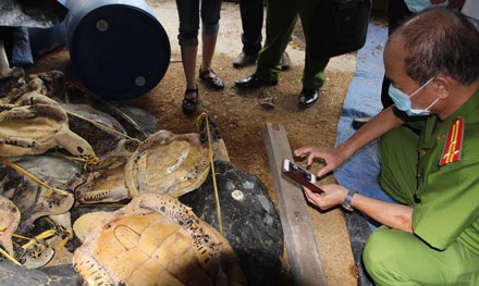 Tiếp tục triệt phá trang trại giết hại rùa biển