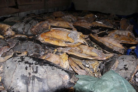 Hàng trăm cá thể rùa biển bị giết hại