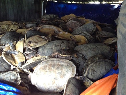 Hàng trăm cá thể rùa biển bị giết hại