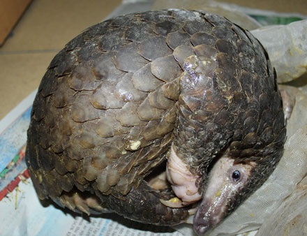 Một cá thể tê tê bị săn bắt và buôn bán trái phép