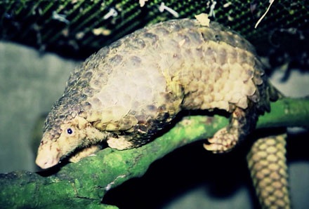 Biên tập viên Hoài Anh lên tiếng đấu tranh nạn buôn bán trái phép tê tê