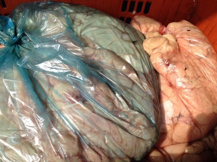 Bắt giữ gần nửa tấn lòng lợn bốc mùi trên đường đi tiêu thụ