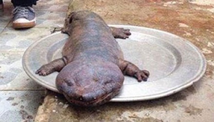 Làm rõ vụ rao bán “quái vật” tại Vĩnh Phúc - 2 Cơ quan điều tra vào cuộc làm rõ vụ tung ảnh quái vật lên Facebook để chém gió.