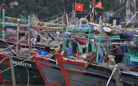 Bão tiến gần bờ, Quảng Ninh, Hải Phòng, Thái Bình căng mình đối phó - 14 Tàu thuyền neo đậu tại Vịnh Hạ Long.