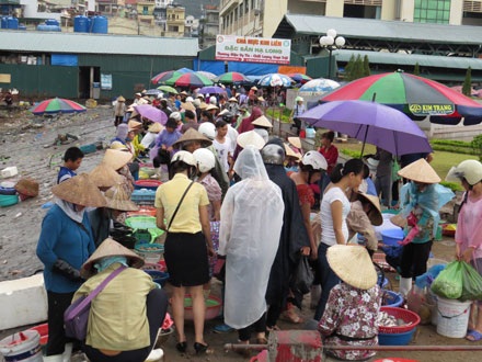 Hàng trăm du khách “kẹt” ở Quan Lạn, đảo Cô Tô do bão số 1 - 2 Tàu thuyền của ngư dân tập trung neo đậu tránh bão.