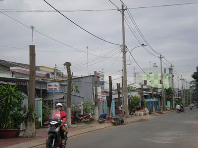 Trà Vinh “trảm” hoa sữa hàng loạt - 1 Trà Vinh “trảm” hoa sữa hàng loạt - 1