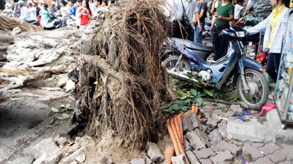 Ô tô bị cây cổ thụ bật rễ đè bẹp   - 1