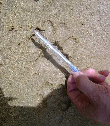 Phát hiện dấu chân thú nghi là hổ ở Nam Trà My - 2 Phát hiện dấu chân thú nghi là hổ ở Nam Trà My - 2