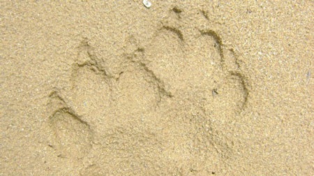 Phát hiện dấu chân thú nghi là hổ ở Nam Trà My - 1 Phát hiện dấu chân thú nghi là hổ ở Nam Trà My - 1