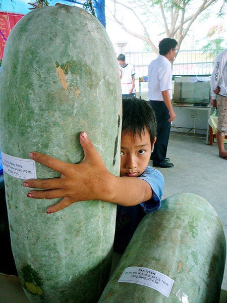 Trái bí đao “khủng”, nặng 32,8kg - 1
