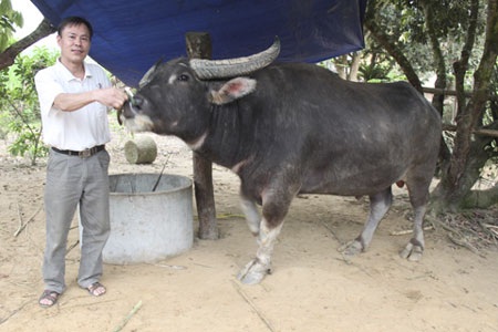 Kỹ nghệ săn trâu giá... nửa tỷ đồng - 1 Kỹ nghệ săn trâu giá... nửa tỷ đồng