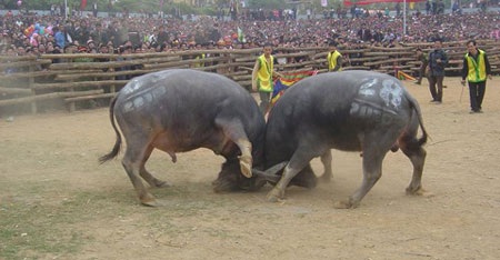 Kỹ nghệ săn trâu giá... nửa tỷ đồng - 2 Kỹ nghệ săn trâu giá... nửa tỷ đồng