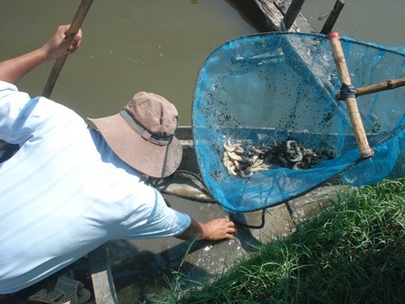 Nghi bị đầu độc, 3 hồ tôm chết trắng