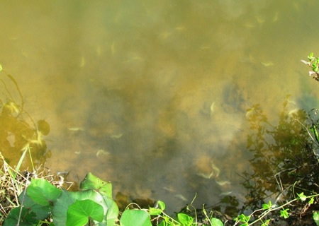 Nghi bị đầu độc, 3 hồ tôm chết trắng