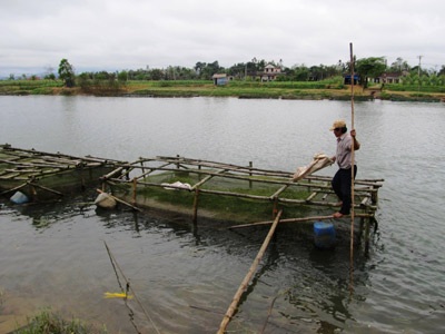 Cá chết trắng, nông dân lao đao - 1 Cá chết trắng, nông dân lao đao