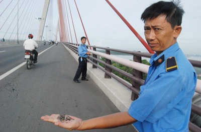 “Đinh tặc” rải sắt nhọn trên cầu Cần Thơ 