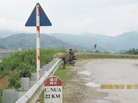 Cảm kích chuyện người cứu trâu - 2 Cảm kích chuyện người cứu trâu