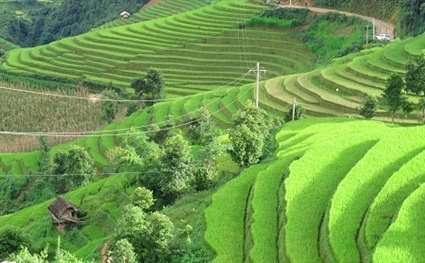 Vì gần 20 người chết, tạm hoãn Lễ hội Mù Căng Chải 2012 - 1 Ruộng bậc thang ở Mù Căng Chải bắt đầu rực rỡ (chụp ngày 8/9/2012 tại xã La Pán Tẩn).