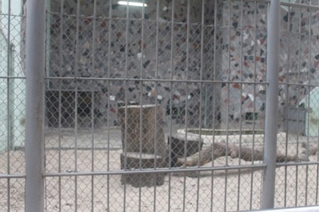 Những chú hổ được nhốt vào trong nhà tránh rét, khu vui chơi ngoài sân chỉ là bãi đất trống.